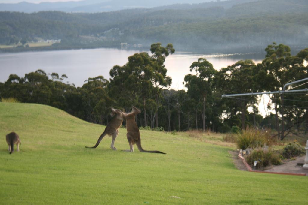 Norfolk Pines Motel Merimbula Luaran gambar